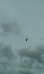 A bird flies through the winds alone to see what it like to see. Its dark in the sky amd cloudy. But it flies alone despote of afraid to that dark