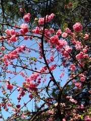 The blooming pink plum blossoms are particularly delicate against the blue sky.