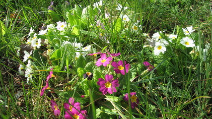 Primev&egrave;res dans un jardin