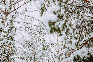 snow, winter, forest, winter forest, pines, spruce, russia, north