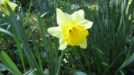 Jonquilles et feuilles