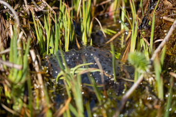 Ein Grasfrosch Laichballen in einem Gartenteich