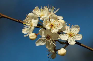 Plum blossom