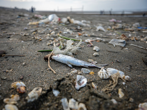Dead fish on a beach surrounded by garbage