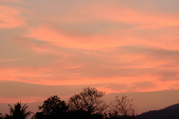 Beautiful twilight sky with clouds after sunset in the evening above the trees
