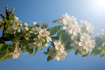 Beautiful spring day with flowering trees. Branches with white flowers. Blue sky in the background
