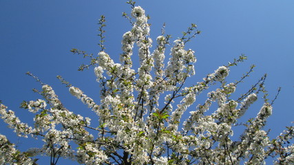 Fleurs de cerisier sur fond de ciel bleu