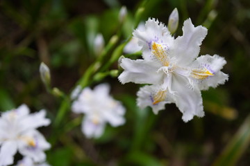黒バックにシャガの花をクローズアップ／Iris Japonica