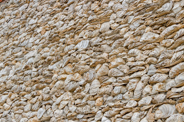 A wall of dense oysters...