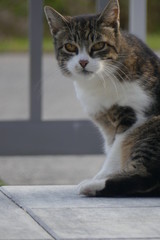 grau getigerte Katze