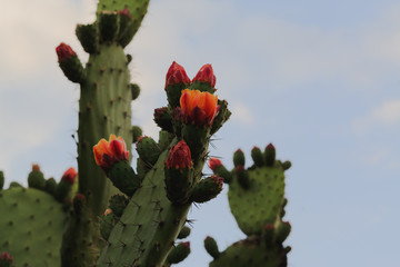 cactus with an orange flower and blue sky in the desert