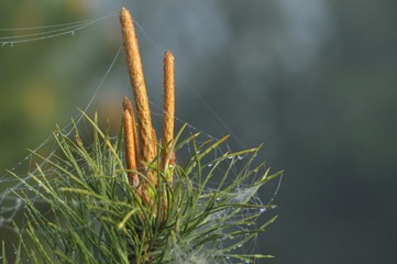 Young shoots of pine growing in spring on the tips of the trees. Healing properties of shoots, from which cough syrup is made.