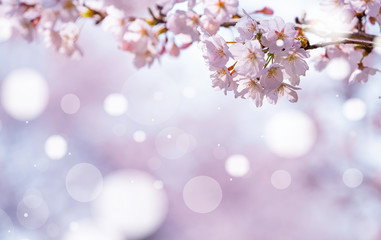  background with sakura spring cherry blossom