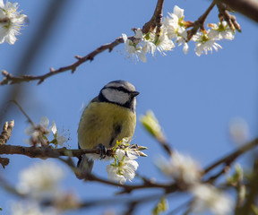 Fototapeta premium Eurasian Blue Tit (Cyanistes caeruleus)