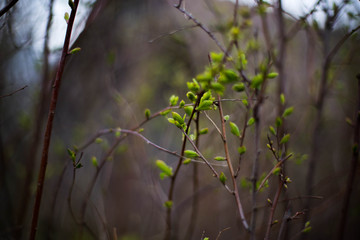green spring buds on the tree
