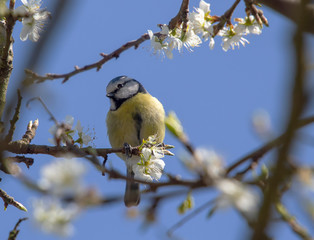 Eurasian Blue Tit (Cyanistes caeruleus)