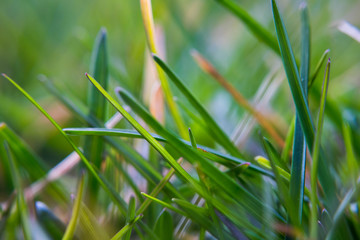 green grass background macro spring