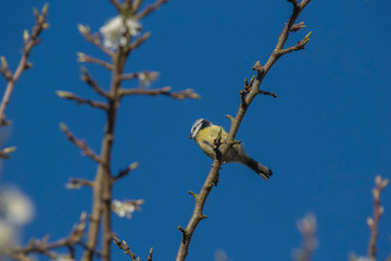 Eurasian Blue Tit (Cyanistes caeruleus)
