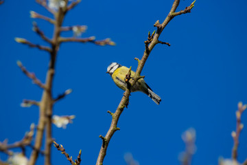 Eurasian Blue Tit (Cyanistes caeruleus)