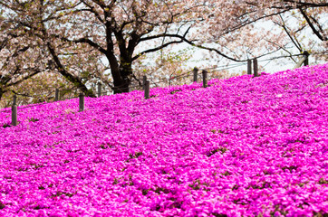 芝桜　新河岸川　河川敷　東京都北区