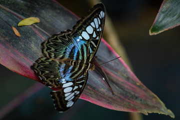 Fototapeta na wymiar Clipper butterfly - Parthenos sylvia, beautiful colorful butterly from Asian bushes and forests, Malaysia.