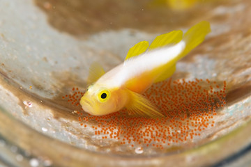 ナカモトイロワケハゼ with 卵