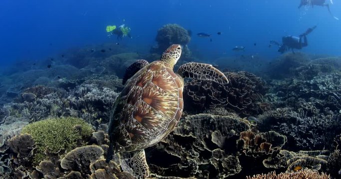 Green sea turtle swimming over coral reef in Komodo Island national park  Indonesia