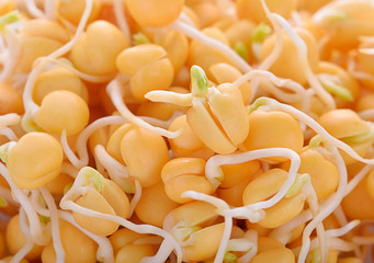 Pea sprouts isolated on a background.