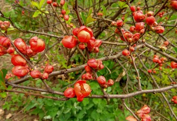 pink buds of Japanese quince (Henomeles) against the background of a spring garden