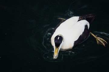 Common eider.