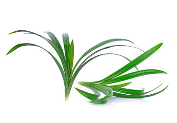  Pandan leaves isolated on white background