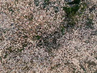 ドローンで空撮した満開の桜の花