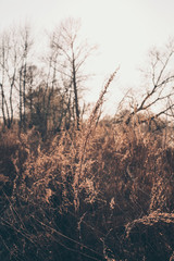 Field of dry wild spikes backlit with warm setting sun