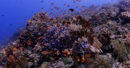 coral reef in Komodo island national park Indonesia