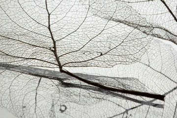 Macro shot of leaf vein skeleton. Abstract texture background.