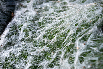 organic filament pattern on a thistle leaf