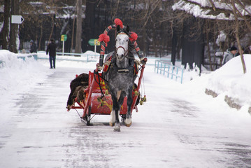 in the Park on the path runs a Piebald horse harnessed to a smart sleigh