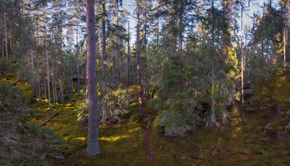 Northern Forest