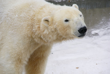 Obraz na płótnie Canvas Polar bear in winter close up