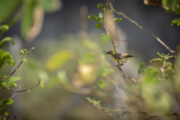 beautifull small bird sitting on branch with mouth open,singing on tree.