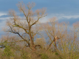 Baum im Frühling