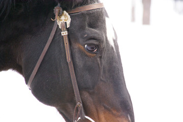 portrait of a horse close up