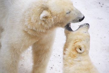 Obraz na płótnie Canvas Two polar bears play Baring their teeth at each other