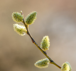 catkins on pussy willow in spring