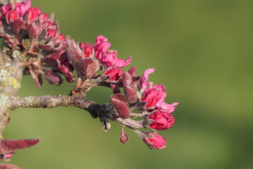 Apfelknospen des roten Apfels