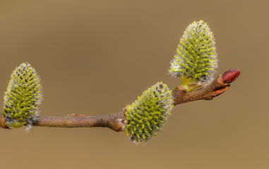catkins on pussy willow in spring
