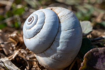 snail shell with shadows