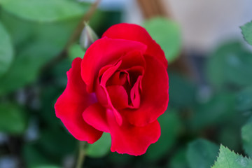 Fototapeta premium Red rose in garden
