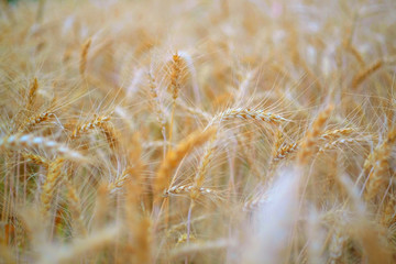 Fototapeta premium Ears of barley in a field. Harvesting period and agriculture background.