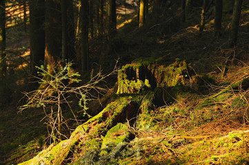 the Black Forest in action